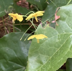 Epimedium × perralchicum