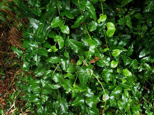 Ercilla syncarpellata (Ercilla syncarpellata)
