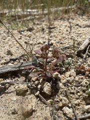 Chorizanthe fimbriata