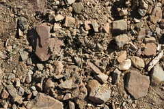 Trianthema parvifolia