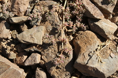 Trianthema parvifolia