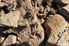 Trianthema parvifolia