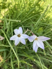 Ipheion