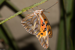 Dione vanillae