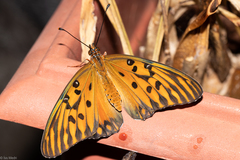 Dione vanillae