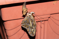 Dione vanillae