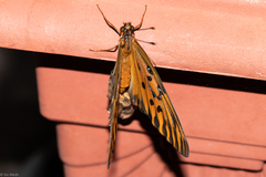 Dione vanillae