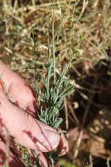 Heliotropium ciliatum