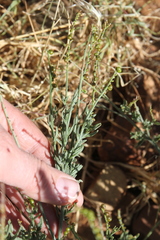 Heliotropium ciliatum