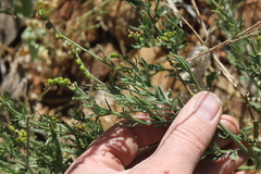 Heliotropium ciliatum