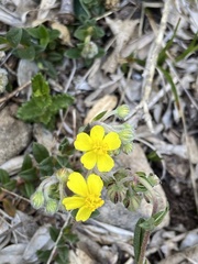 Pseudocistus