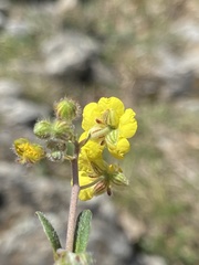 Pseudocistus