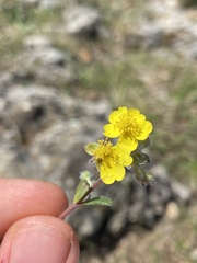 Pseudocistus
