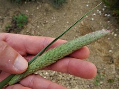 Phalaris coerulescens