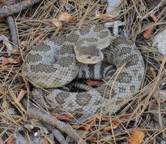 Crotalus oreganus
