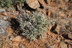 Euphorbia lignosa