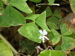 Oxalis triangularis