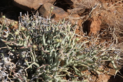 Euphorbia lignosa