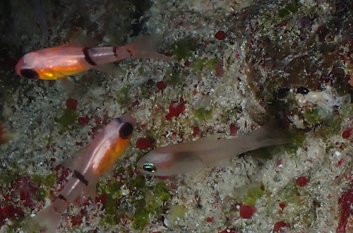 Bigtooth Cardinalfish (Paroncheilus affinis) — Apogonidae — 4