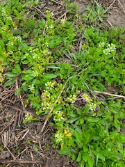 Thlaspi arvense