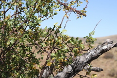 Commiphora tenuipetiolata