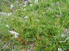 Austrolycopodium fastigiatum