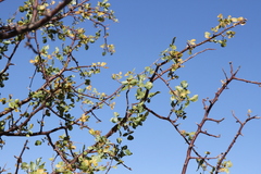 Commiphora tenuipetiolata
