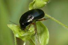 Amara saphyrea