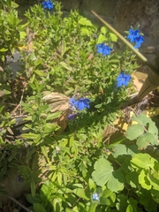 Glandora prostrata lusitanica