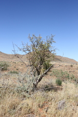 Commiphora tenuipetiolata
