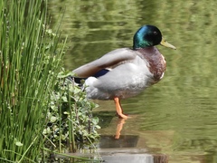 Anas platyrhynchos