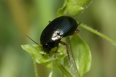 Amara saphyrea