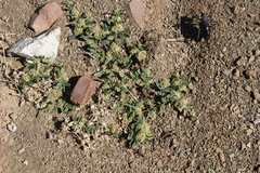 Limeum argute-carinatum var. argute-carinatum image