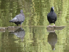 Columba livia domestica