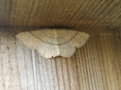Cyclophora suppunctaria