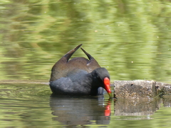 Gallinula chloropus