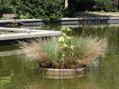 Acer pseudoplatanus