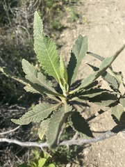 Eriodictyon crassifolium