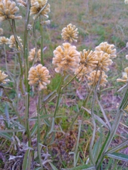 Pterocaulon angustifolium