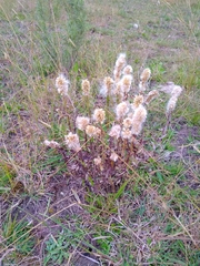 Pterocaulon angustifolium