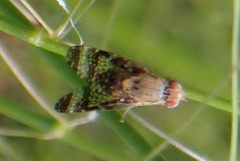Orotava cribrata