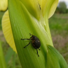 Mononychus punctumalbum