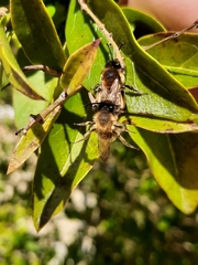 Andrena tibialis