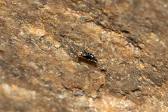Chalcidoidea