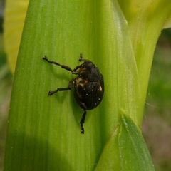 Mononychus punctumalbum