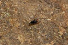 Chalcidoidea