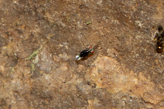 Chalcidoidea