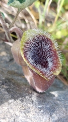 Aristolochia cretica