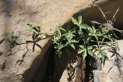 Hibiscus palmatus
