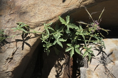 Hibiscus palmatus